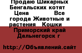 Продаю Шикарных Бенгальских котят › Цена ­ 17 000 - Все города Животные и растения » Кошки   . Приморский край,Дальнегорск г.
